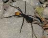 Eciton sp.