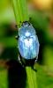 61863 – Photo : Bernard DELEFOSSE – France (84)