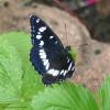 61399 – Photo : Bernard VENEAU – France (41)