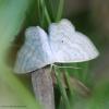 61488 – Photo : Bernard VENEAU – France (41)