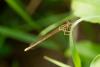61684 – Photo : Jean-Pierre Aubrun – France (83)