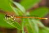 61651 – Photo : Jean-Pierre Aubrun – France (83)