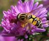 61385 – Photo : Didier DRUART – France (52)