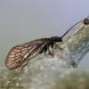 Sialis sp.