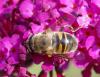 61854 – Photo : Bruno TUNE – France (02)