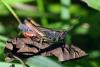 61649 – Photo : Bernard DELEFOSSE – France (26)