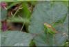 Leptophyes punctatissima