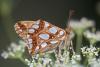 61303 – Photo : Nicolas Helitas – France (55)