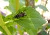 61022 – Photo : Coccinella – France (38)