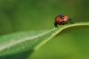 61752 – Photo : basc – France (20)