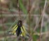 61380 – Photo : Didier DRUART – France (52)
