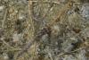 Orthetrum brunneum