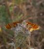 61245 – Photo : Gilles SALAMA – France (81)