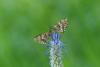 61843 – Photo : julien heuret – France (74)