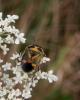 61277 – Photo : Gilles SALAMA – France (31)