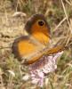61306 – Photo : Gilles SALAMA – France (31)