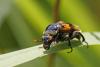 61255 – Photo : Marc Solari – France (68)
