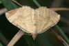 61272 – Photo : Marc Solari – France (68)