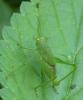 Phaneroptera sp.