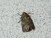 61248 – Photo : Larue Philippe – France (18)