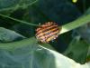 61504 – Photo : Barrie Yorke – France (31)