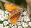 61237 – Photo : David Guedon – France (76)