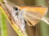 61236 – Photo : David Guedon – France (76)