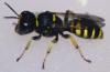 61261 – Photo : David Guedon – France (76)
