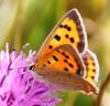 61653 – Photo : David Guedon – France (76)