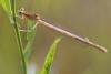 61884 – Photo : Marc Solari – France (68)