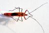 61755 – Photo : Pierre Ducamp – Laos