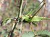 61754 – Photo : MAHIEU Antoine – France (06)