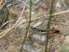 61298 – Photo : Sylvain Houpert – France (78)