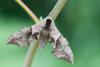 61602 – Photo : Nicolas Helitas – France (55)