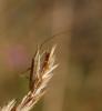 61384 – Photo : basc – France (07)