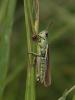 61056 – Photo : Sylvain Houpert – France (78)