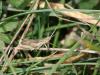 61207 – Photo : Sylvain Houpert – France (78)