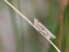 61299 – Photo : Sylvain Houpert – France (78)