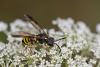61332 – Photo : Marc Solari – France (68)