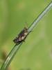 61724 – Photo : Sylvain Houpert – France (78)