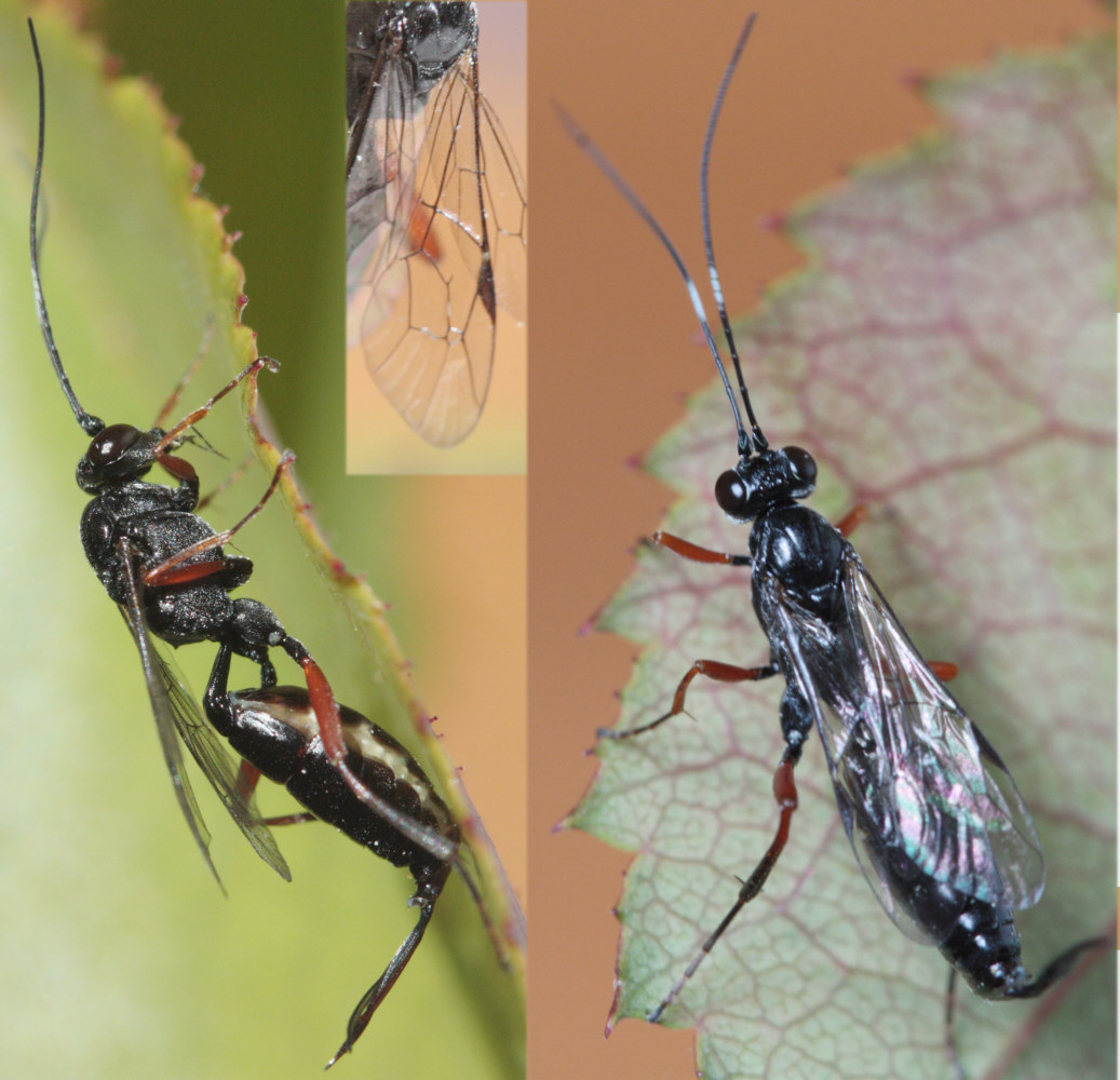 Jérémie Lemarié - Cryptinae inconnu - réf. 61145 (1037 x 1000 pixels, 197 ko)