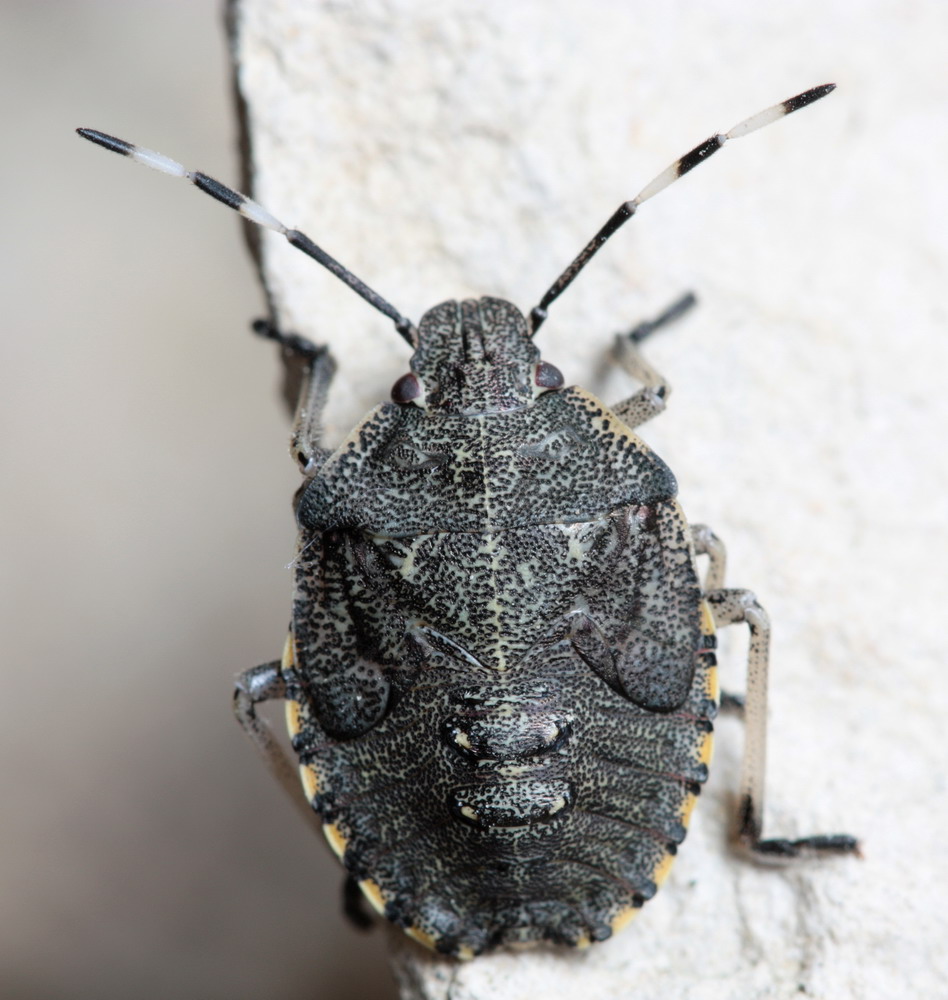 Jérémie Lemarié - Rhaphigaster nebulosa - réf. 61233 (948 x 1000 pixels, 168 ko)