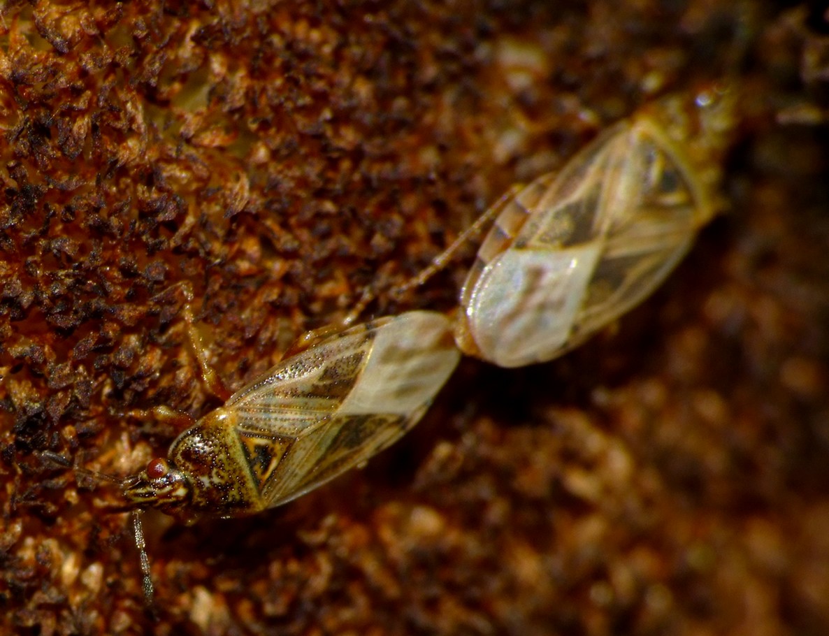 Magalie Mazuy - Chilacis typhae - réf. 61319 (1186 x 910 pixels, 218 ko)
