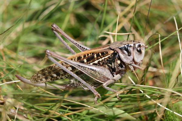 Anonyme - Decticus verrucivorus verrucivorus - réf. 61566 (600 x 400 pixels, 92 ko)