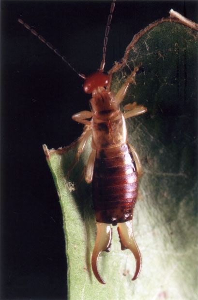 Réf. 61035 — INSECTA > Dermaptera > Forficulidae > Forficula lesnei