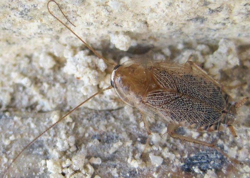 Celine - Planuncus (Planuncus) vinzi - réf. 61564 (801 x 570 pixels, 94 ko)