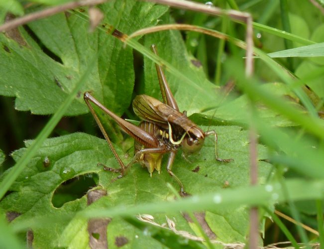 Anonyme - Roeseliana roeselii - réf. 61516 (651 x 500 pixels, 87 ko)