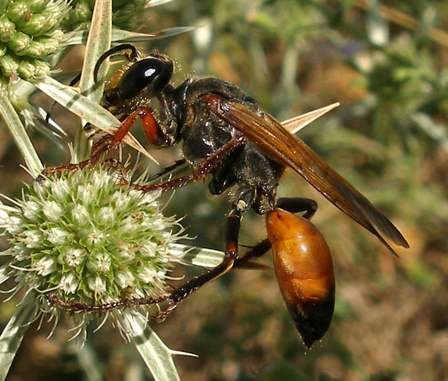 Dominique Martiré - Sphex flavipennis - réf. 61584 (890 x 757 pixels, 122 ko)