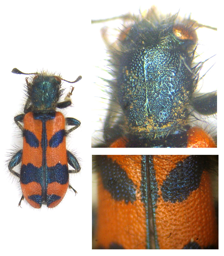 Stephane VASSEL - Trichodes alvearius - réf. 61675 (746 x 850 pixels, 197 ko)