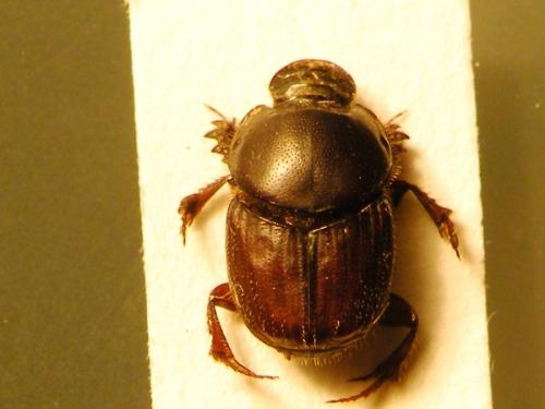 Onthophagus taurus